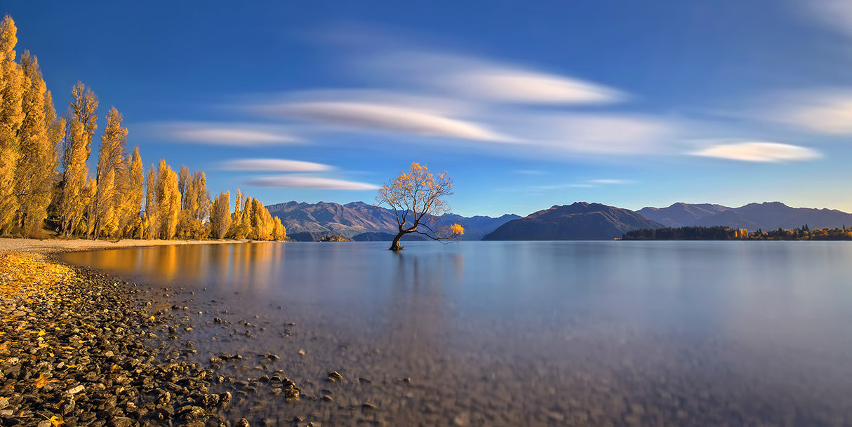 Autumn in Lake Wanaka Poster och Canvastavla