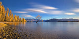 Autumn in Lake Wanaka Poster och Canvastavla