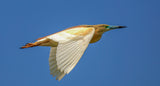 Squacco Heron Blue Sky Poster och Canvastavla