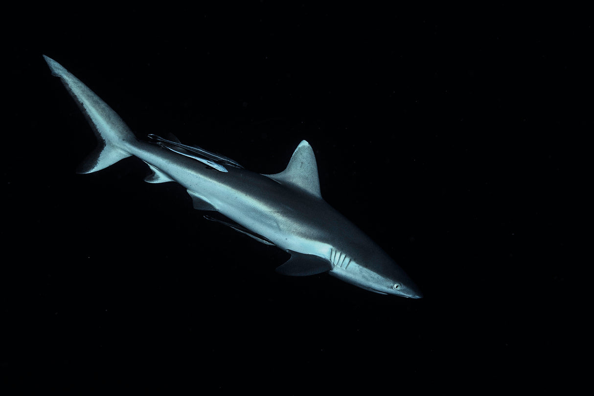 Gray reef shark Poster och Canvastavla