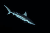 Gray reef shark Poster och Canvastavla