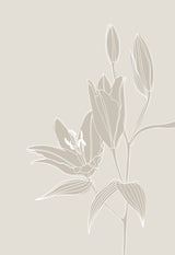 Line art lillies in white Poster och Canvastavla