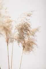 Reed Grass Grey 09 Poster och Canvastavla