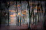Enchanted forest Poster och Canvastavla