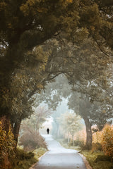 forest walk Poster och Canvastavla