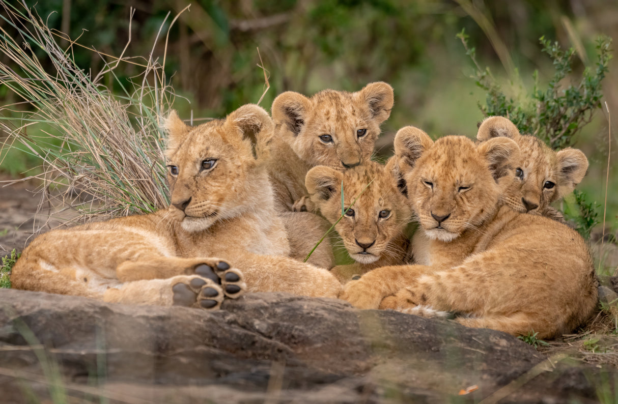 Cute Lion Cubs Poster och Canvastavla