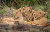 Cute Lion Cubs Poster och Canvastavla
