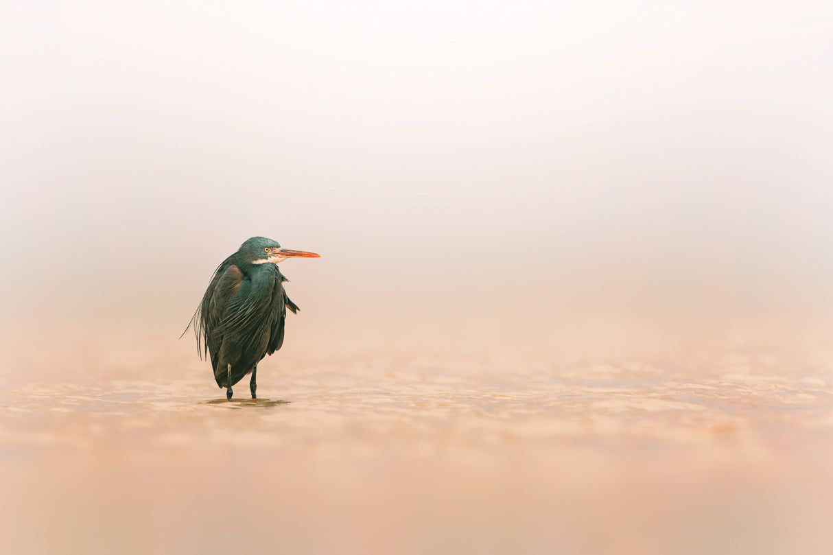 Western Reef Heron Poster och Canvastavla