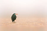 Western Reef Heron Poster och Canvastavla
