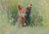 Red Fox Kit Poster och Canvastavla