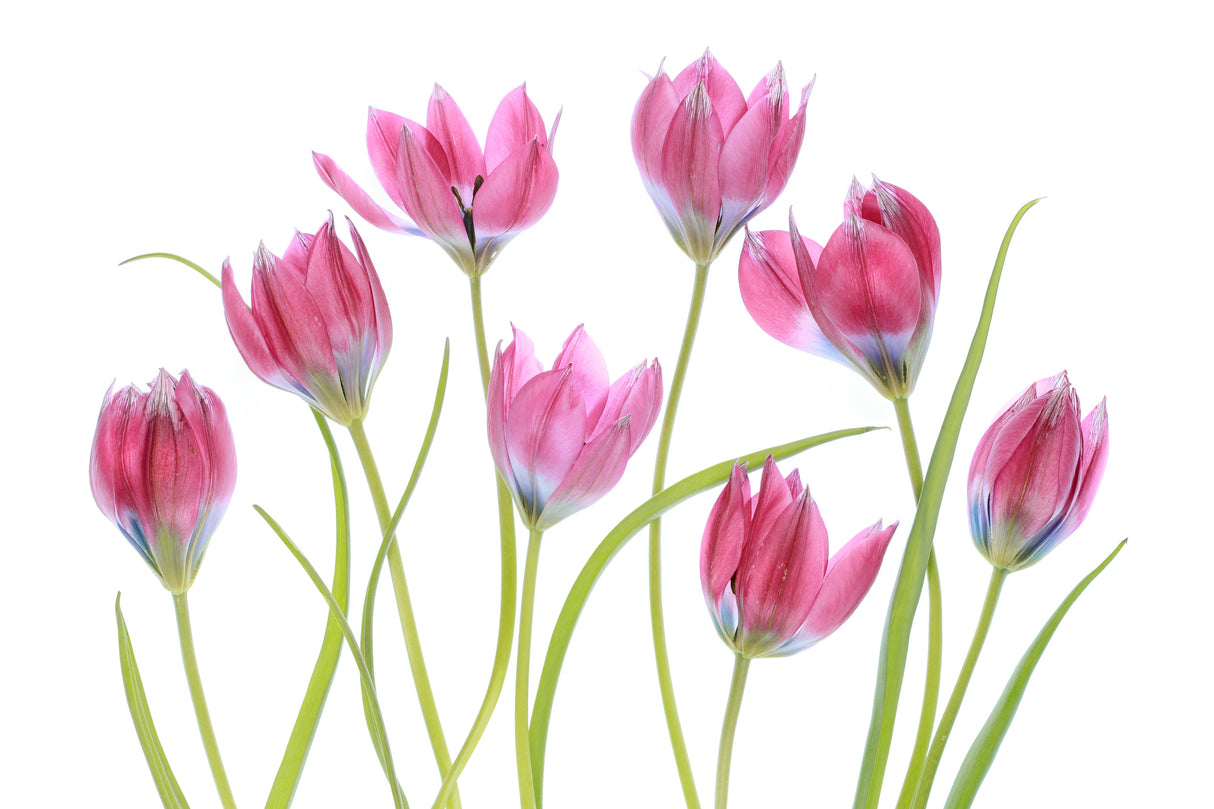Tulip blush Poster och Canvastavla