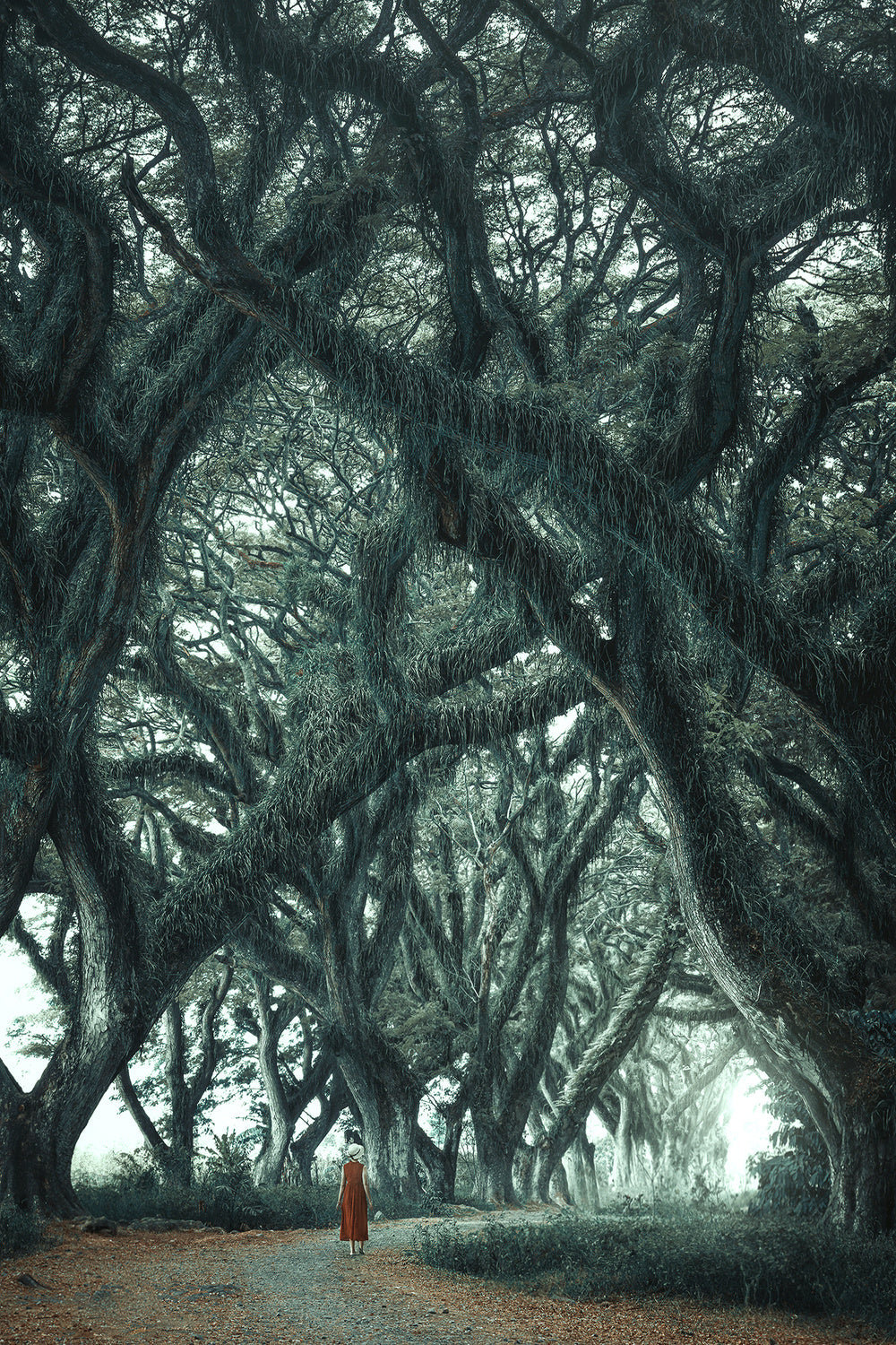 The forest walk Poster och Canvastavla