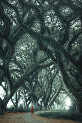 The forest walk Poster och Canvastavla