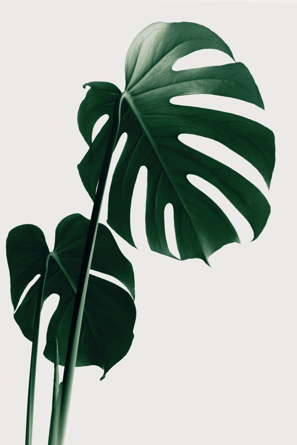 Monstera Natural 16 Poster och Canvastavla