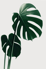 Monstera Natural 16 Poster och Canvastavla