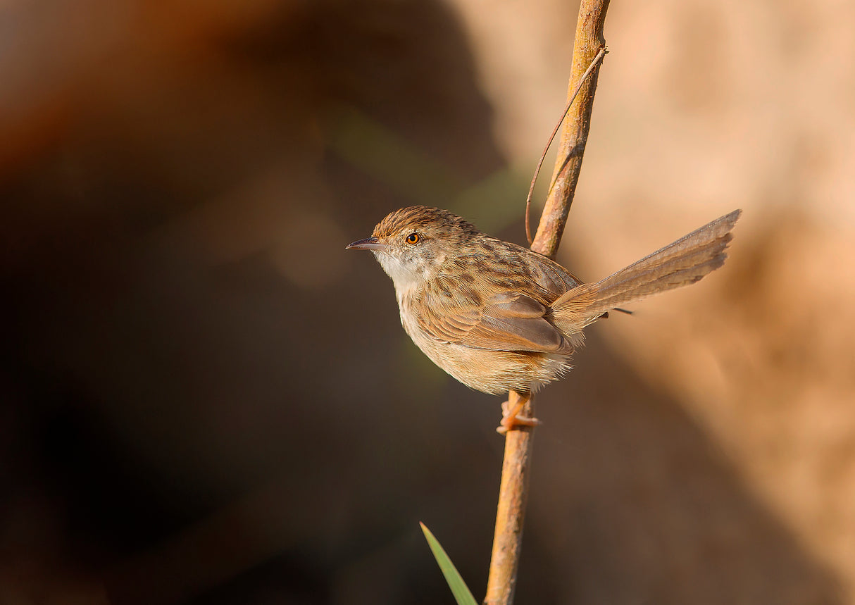 Graceful Prinia Poster och Canvastavla