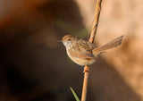 Graceful Prinia Poster och Canvastavla