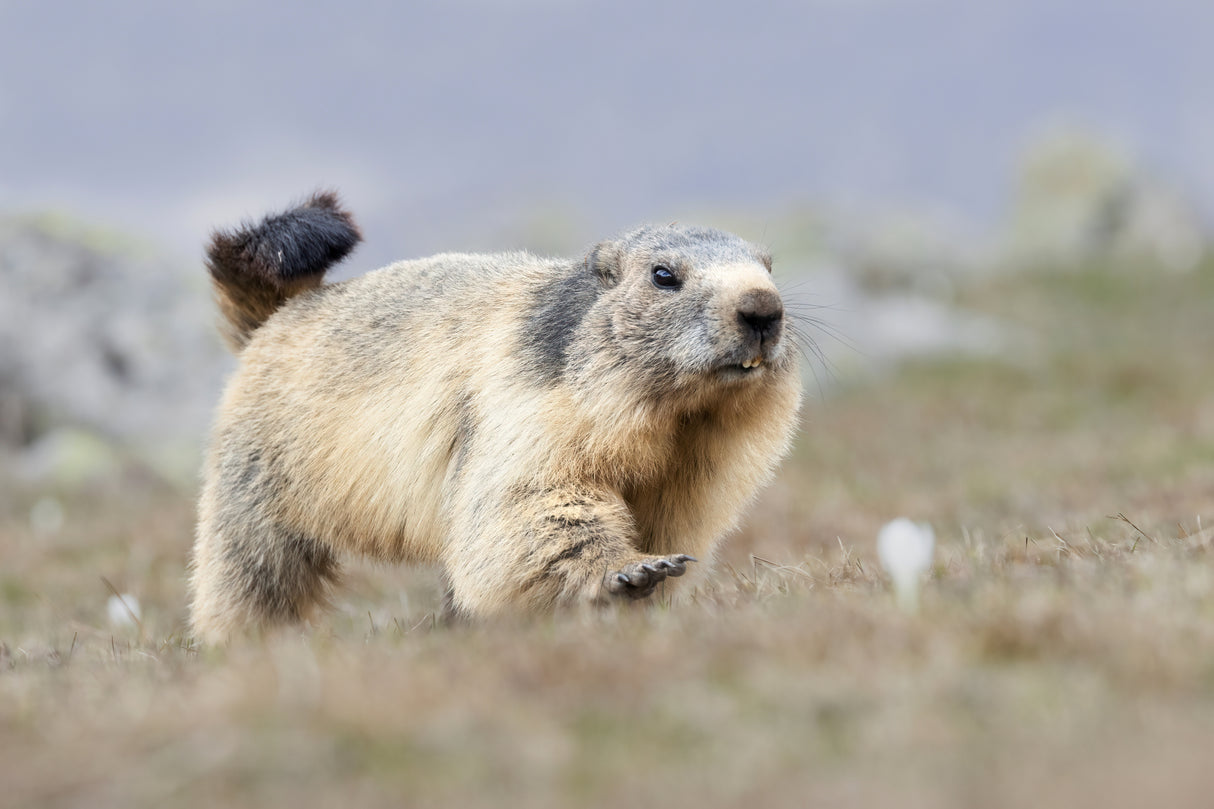 Marmot Poster och Canvastavla