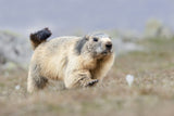 Marmot Poster och Canvastavla