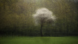 Vibes of Spring Poster och Canvastavla