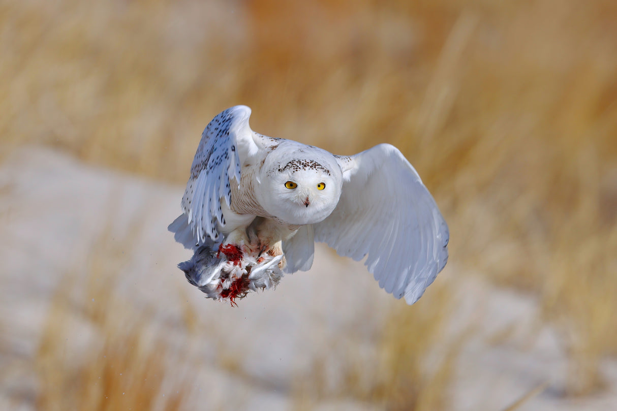 Snowy Owl Poster och Canvastavla
