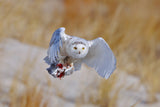 Snowy Owl Poster och Canvastavla