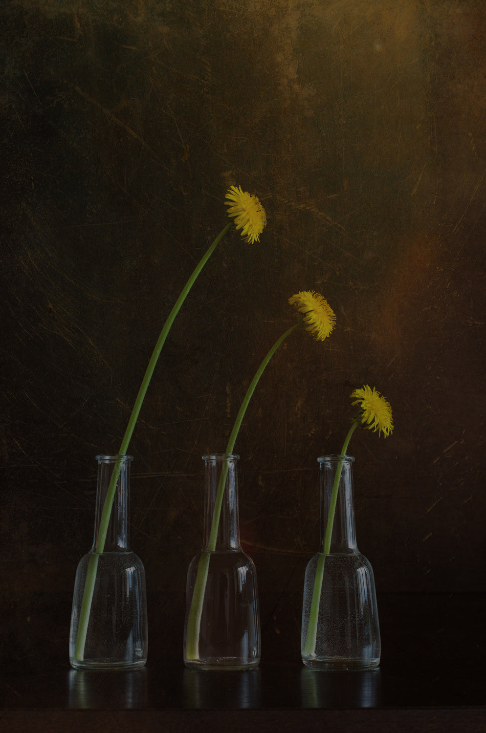 Dandelion family 2 Poster och Canvastavla