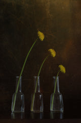 Dandelion family 2 Poster och Canvastavla