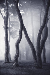 Wave in Fog Poster och Canvastavla