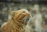 ginger cat Poster och Canvastavla