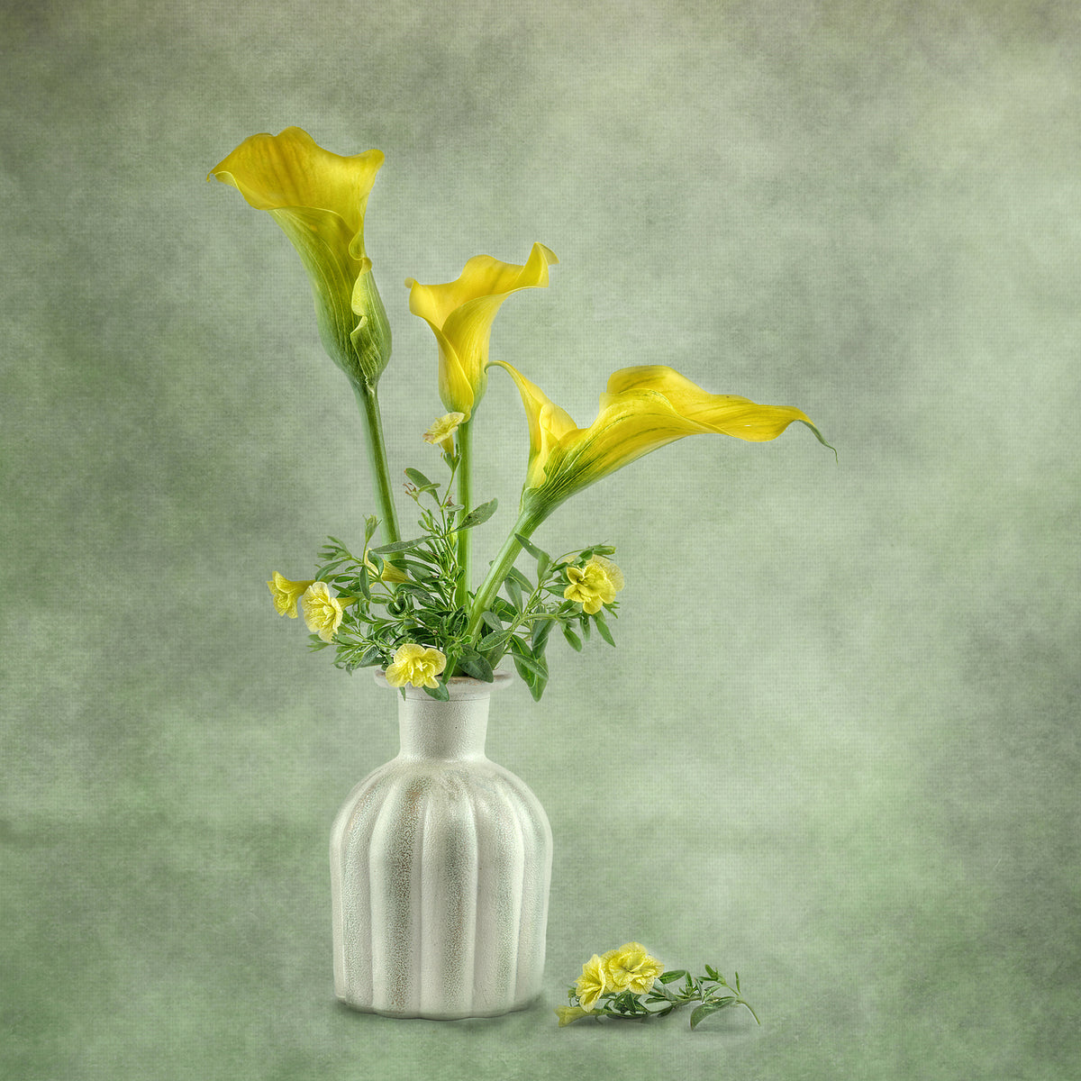 Calia Lillies Poster och Canvastavla