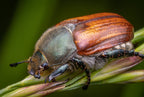 The chafer Poster och Canvastavla