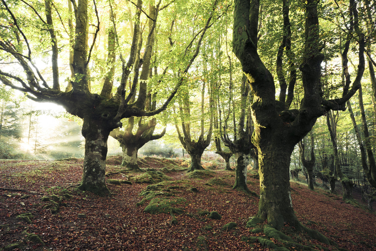 Magic Grove Poster och Canvastavla