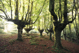 Magic Grove Poster och Canvastavla