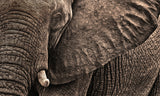 Wrinkles Poster och Canvastavla