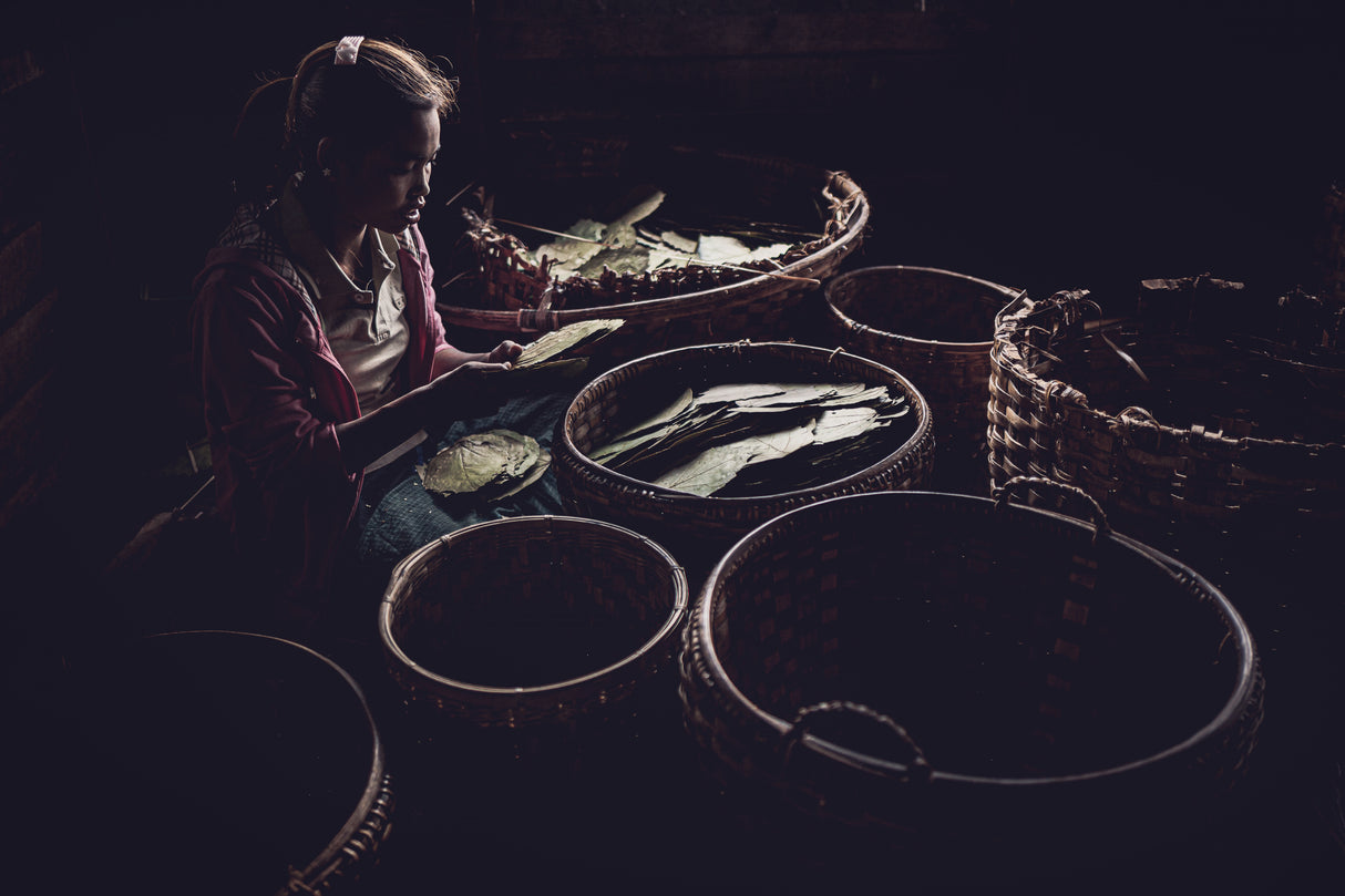 Tobacco girl Poster och Canvastavla
