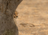 Cheetah hiding Poster och Canvastavla