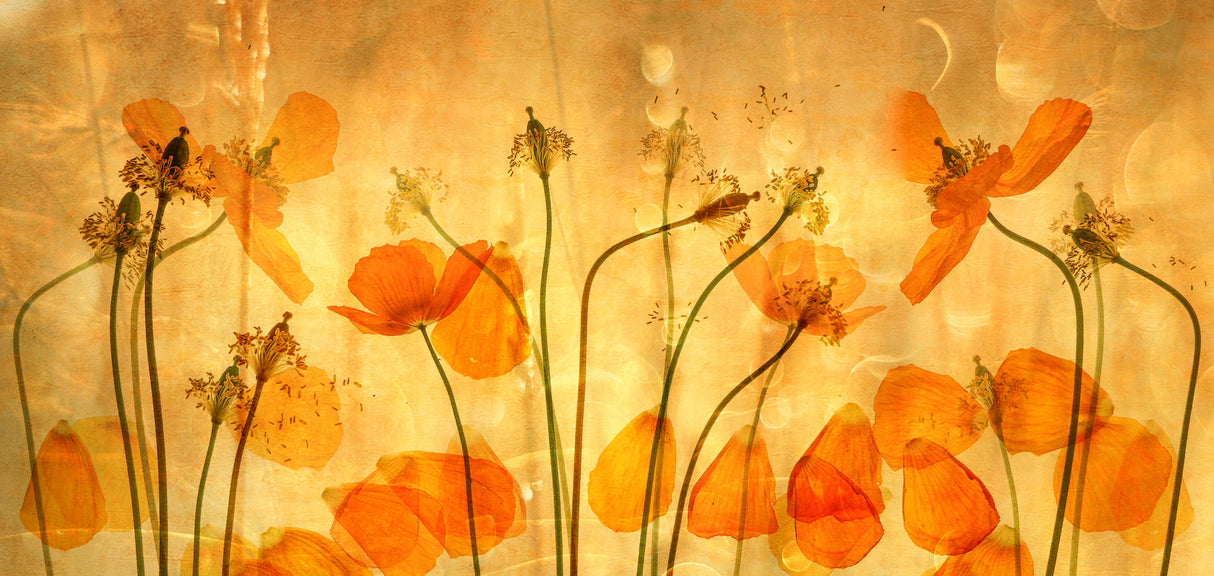 the stadia of poppies Poster och Canvastavla
