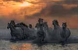 Horses running through the marsh Poster och Canvastavla