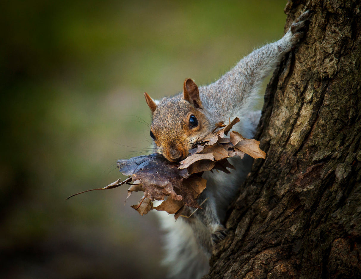 Nest Building Squirrel Poster och Canvastavla