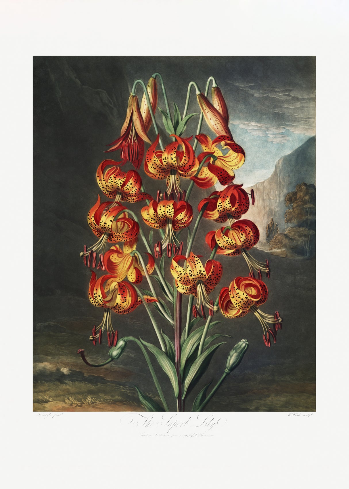 The Superb Lily from The Temple of Flora (1807) Poster och Canvastavla