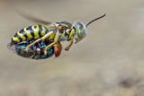 Sand wasps with prey Poster och Canvastavla