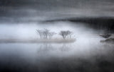 Mysterious pond Poster och Canvastavla