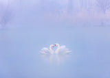 Falling in Love in the morning fog Poster och Canvastavla
