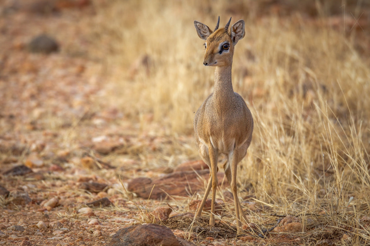 Nature's most fragile antelope Poster och Canvastavla