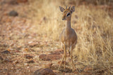 Nature's most fragile antelope Poster och Canvastavla