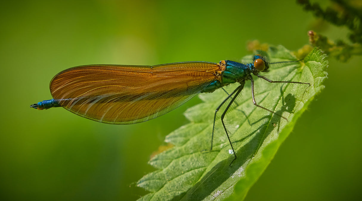 Male Beautiful Demoiselle Poster och Canvastavla
