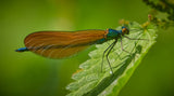 Male Beautiful Demoiselle Poster och Canvastavla