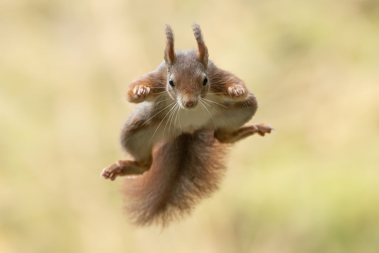 Squirrel ninja Poster och Canvastavla