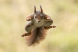 Squirrel ninja Poster och Canvastavla